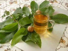 В борьбе с болезнями приведут к успеху листья грецкого ореха. В мае и июне собираем и здоровье укрепляем