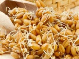 Проросшая пшеница способна вылечить весь организм