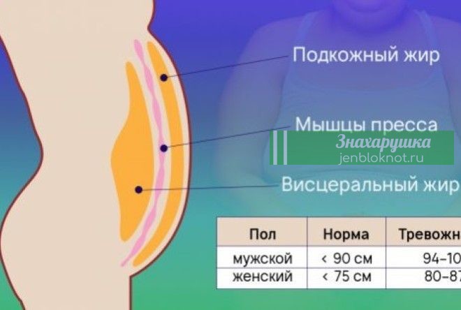 АМЕРИКАНСКИЕ УЧЕНЫЕ: ПРОДОЛЖИТЕЛЬНОСТЬ ЖИЗНИ НАПРЯМУЮ ЗАВИСИТ ОТ ОБЪЕМА…