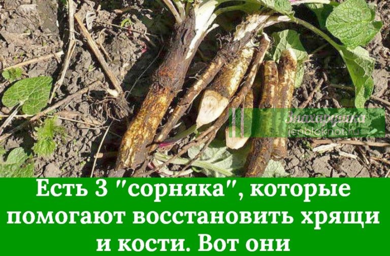 Есть 3 ″сорняка″, которые помогают восстановить хрящи и кости. Вот они