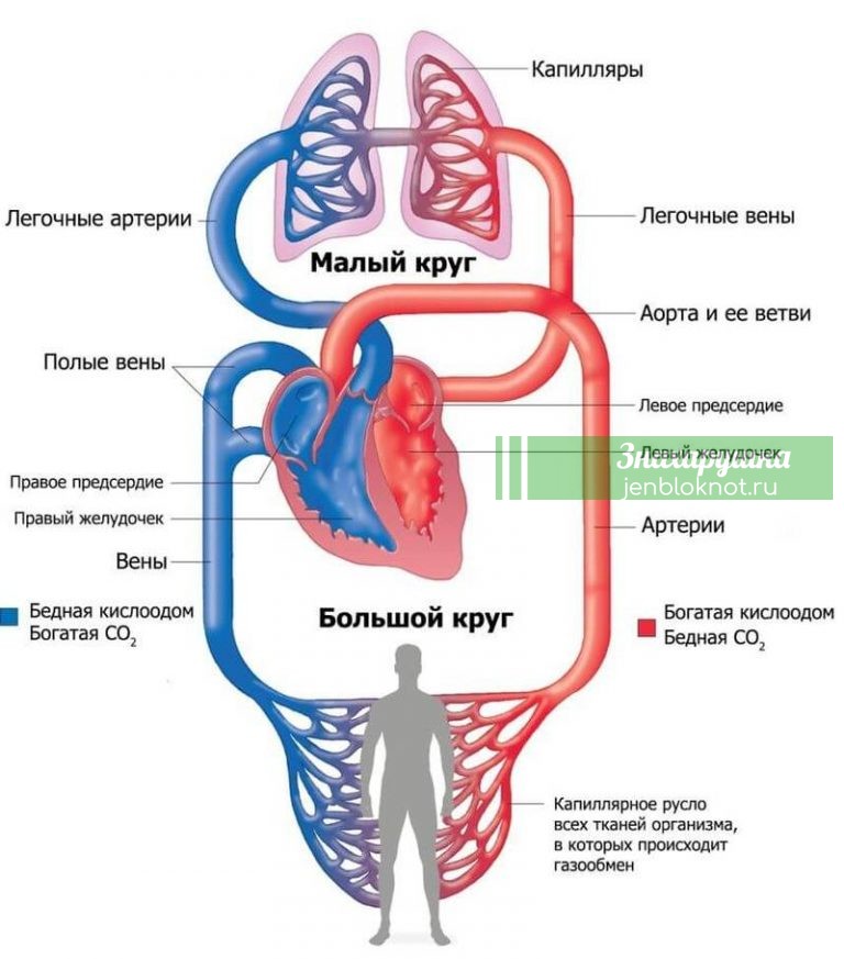 КАКАЯ вязкость КРОВИ, такая и ЖИЗНЬ