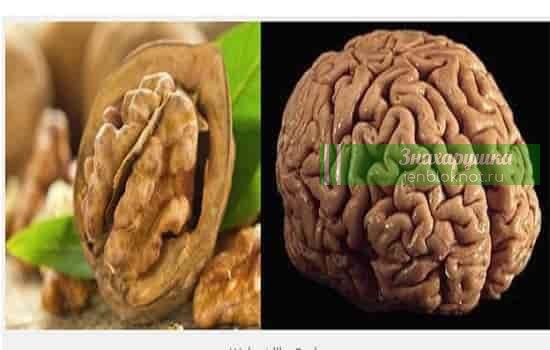 Орех похожий на мозг. Грецкий орех похож на мозг. Грецкий орех напоминает мозг человека. Грецкий орех и мозг человека. Грецкий орех мозг фасоль почки.