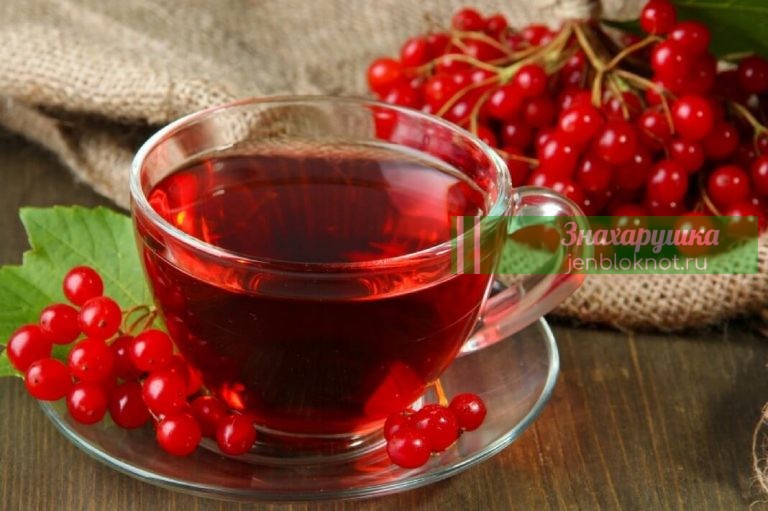 С КАЛИНОЙ ДРУЖЕН – И ВРАЧ НЕ НУЖЕН