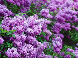 В самый пик цветения заполни литрушку растительным маслом и фиолетовыми цветками…