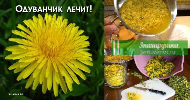 Одуванчик лечит опухоль, гепатит, а также заболевание печени, почек, желудка. Вот как правильно приготовить его
