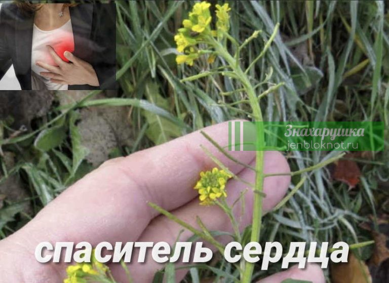 Вылечила свое больное сердце скромной травкой — это очень сильное растение