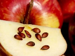 Яблоки, семена, рак: Вот что врачи скрывали от нас десятки лет
