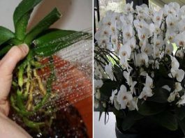 Пересадила орхидеи очень необычным способом… Когда гости увидели моих красавиц, ахнули