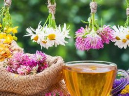 12 лечебных трав, чай из которых убирает различные нарушения в нашем организме