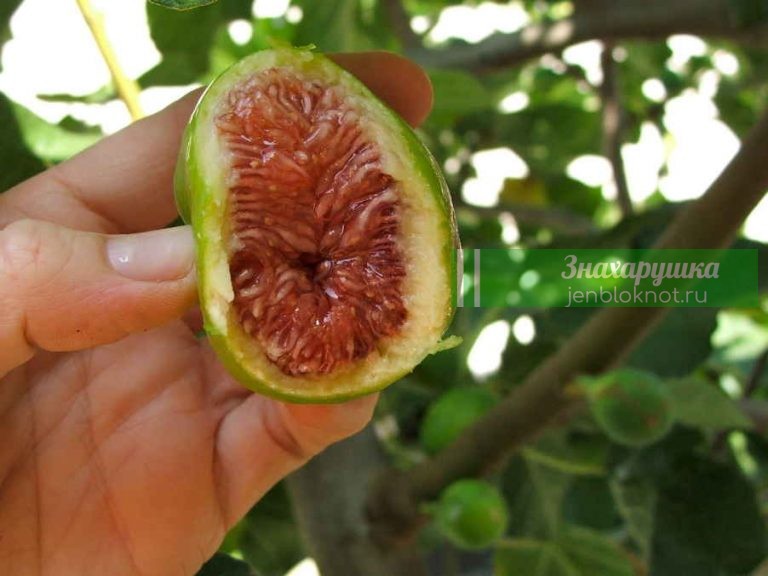 Инжир вместо аспирина. Вкуснейший фрукт, который заменит таблетки