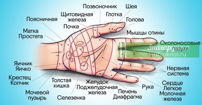 Су-Джок-терапия- настоящая скорая помощь на ладони. Тайная сила мизинца: жму и удивляюсь