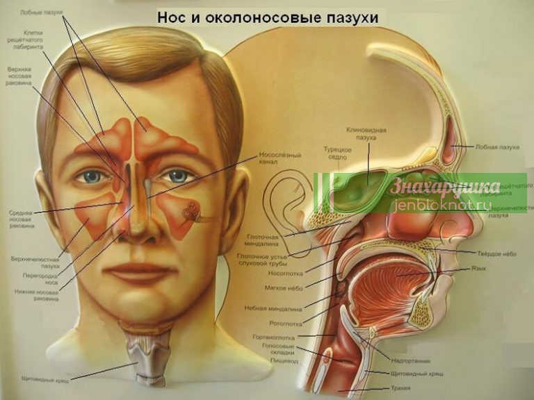 Эта ВАЖНАЯ процедура предохранит Вас от многих заболеваний
