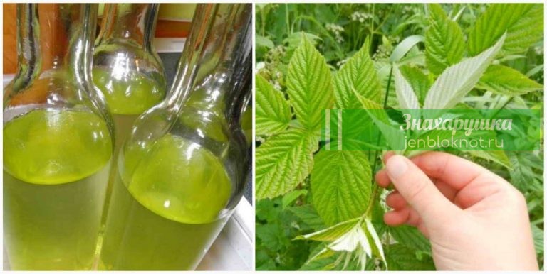 Настойка листьев малины лечит нервные срывы и болезни сердца