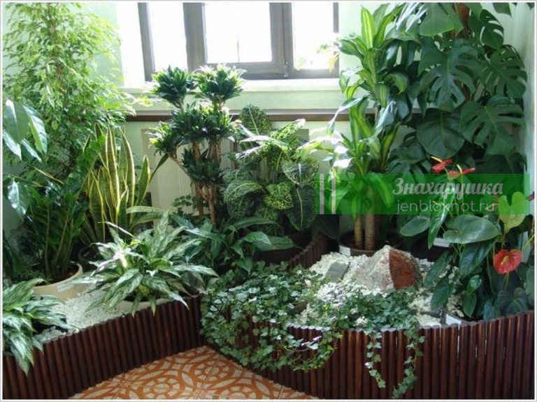Три комнатных растения, которые выделяют кислород даже ночью