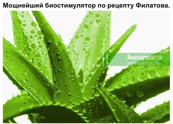 Мощнейший биостимулятор по рецепту Филатова