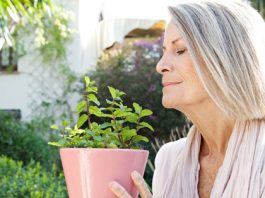 4 травы, которые защищают от болезни Альцгеймера, депрессии и тревоги