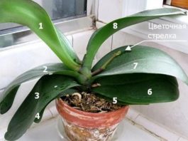 Соблюдай эти 9 простых правил и твоя орхидея будет цвести круглый год