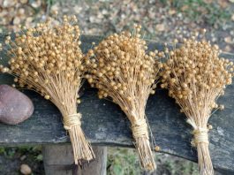 Семена льна стоит употреблять, если есть эти 8 проблем со здоровьем