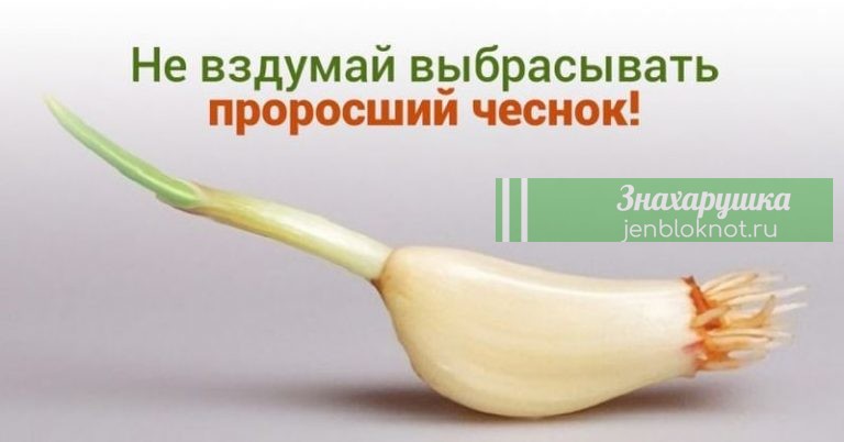 Никогда не выбрасывайте полежавший проросший чеснок