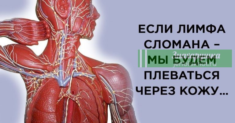 Насколько мы ничего не знаем о лимфатической системе
