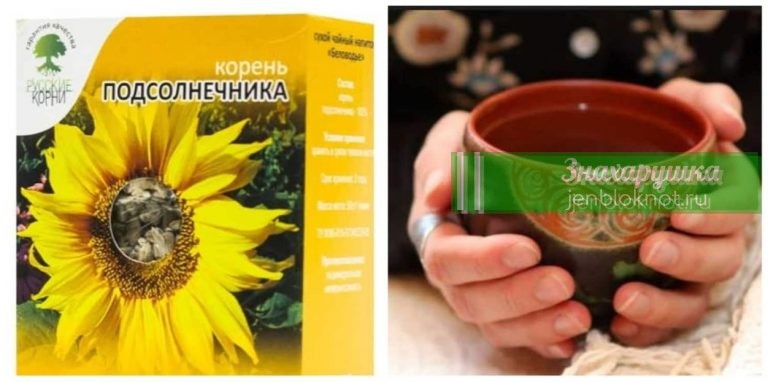Этот корень выводит соли, лечит ревматизм и остеохондроз, а также выводит камни из почек