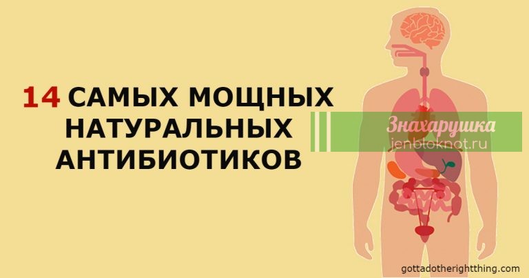 14 антибиотиков, которые есть в природе и которые защитят от 90% болезней