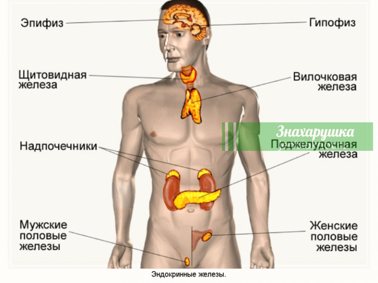 Старение начинается с эндокринной системы