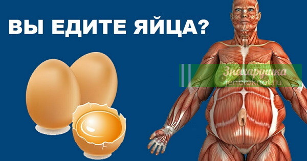 ИССЛЕДОВАНИЯ ПОКАЗАЛИ, ЧТО БУДЕТ С ВАШИМ ТЕЛОМ, ЕСЛИ СЪЕДАТЬ ПО 2 ЯЙЦА В ДЕНЬ