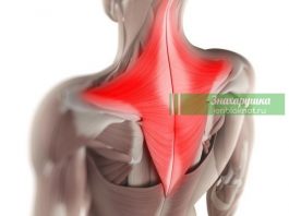 Мышечные зажимы шеи и спины: снятие боли изменением позы