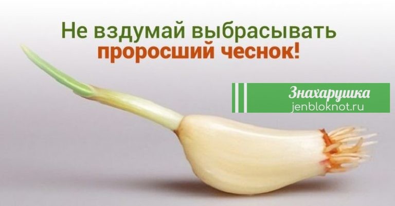 Никогда не выбрасывайте полежавший проросший чеснок