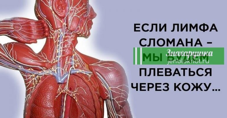 Насколько мы ничего не знаем о лимфатической системе