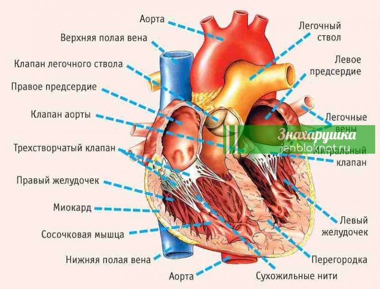11 симптомов, указывающих на серьезные проблемы с сердцем