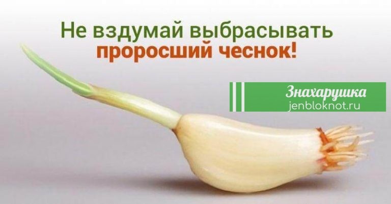 Почему вы никогда не должны выбрасывать проросший чеснок