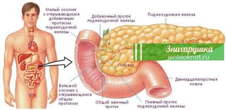 Все то что мы не знали о поджелудочной железе. Очень важно