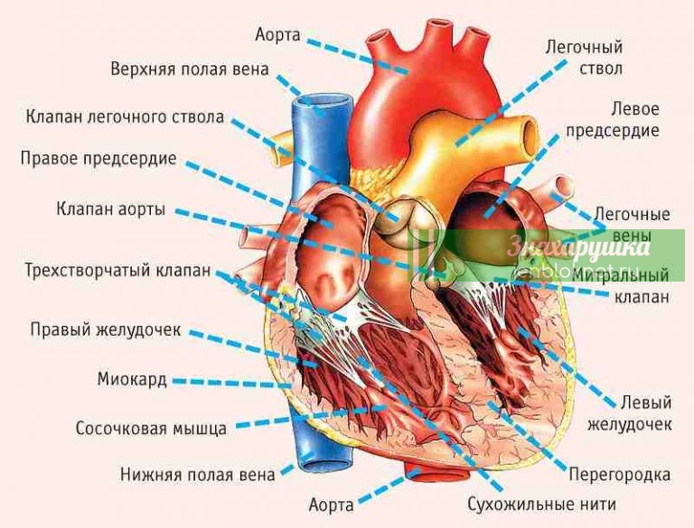 11 симптомов, указывающих на серьезные проблемы с сердцем