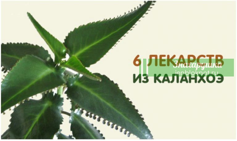 6 ЛЕКАРСТВ ИЗ КАЛАНХОЭ