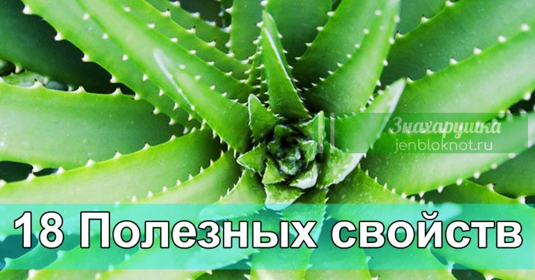 Алоэ вера — 18 причин забыть об аптечных препаратах