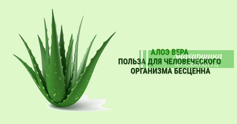 Прекрасно. Узнайте о преимуществах использования замороженных листьев алоэ вера для организма