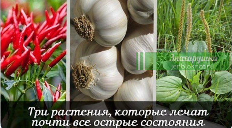 3 травы, которые ЛЕЧАТ почти ВСЕ острые состояния
